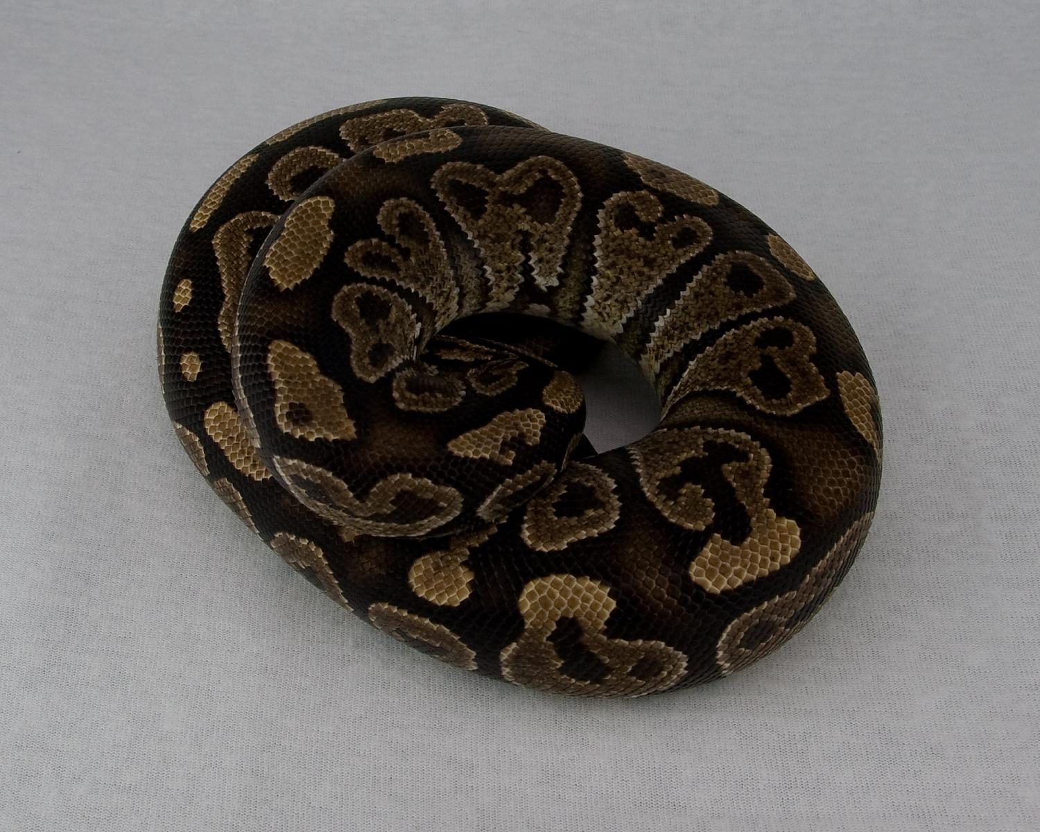 2012 ch sable 2015-05-14 1