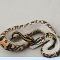 2012 clutch 6 female pastel orangebelly 3