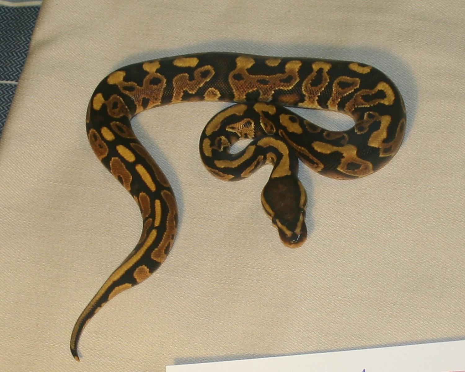 2012 clutch 6 male 1 5