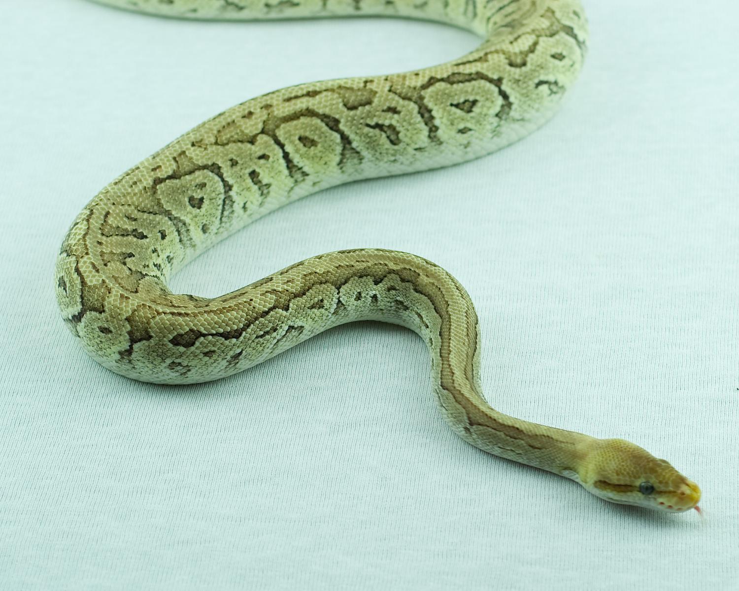 2012 clutch 8 male pastel pinstripe mojave 2014-10-16 1