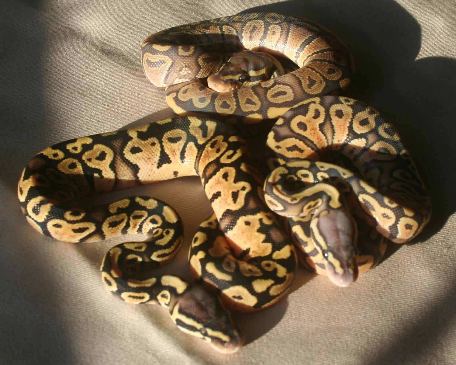 2012 clutch 9