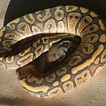 2012 clutch 9 female hypo het pied