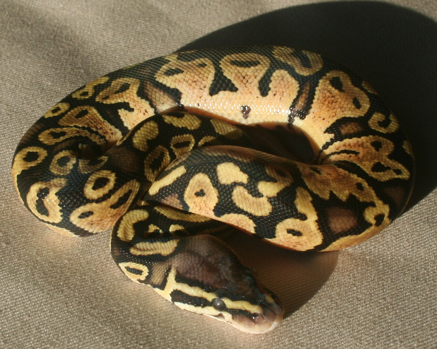 2012 clutch 9 male pastel het hypo het pied