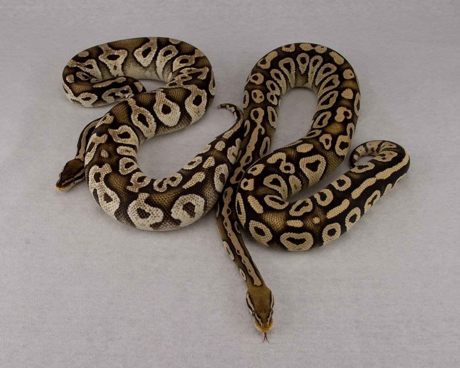 2012 f pastel mojave chocolate and 2013 c6 f pastel mojave 1 2015-06-27 2