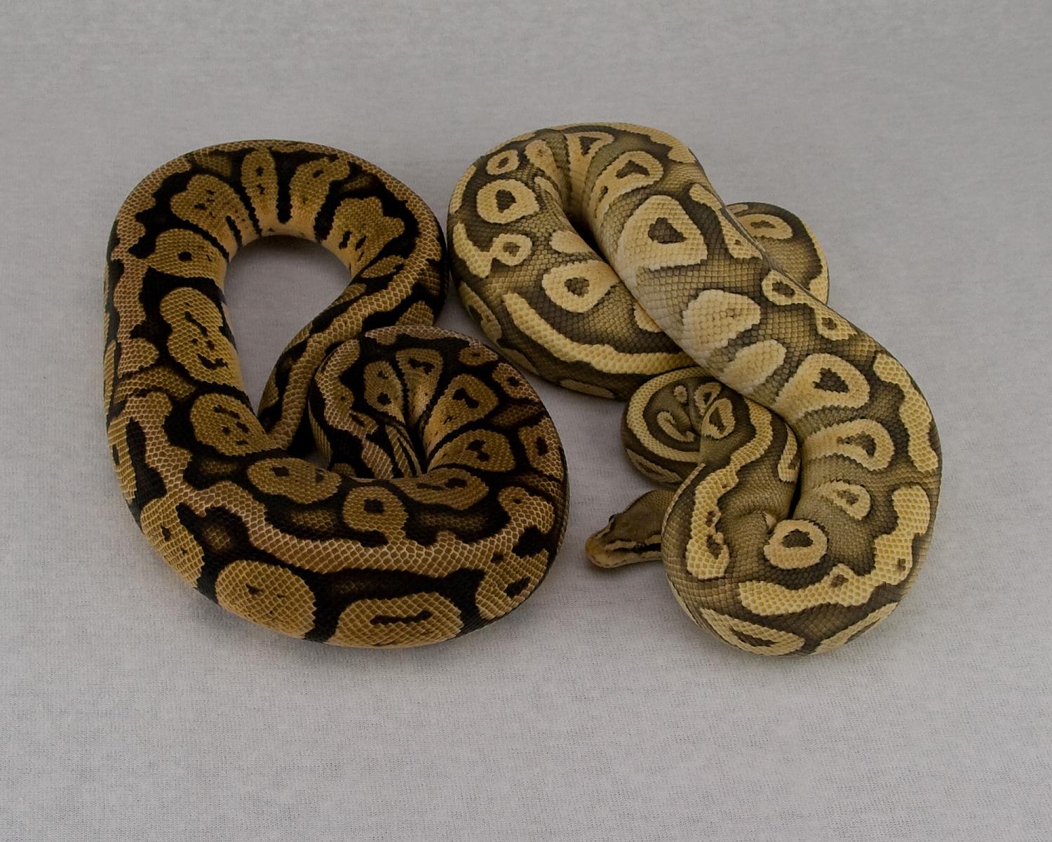 2012 f pastel orange dream and 2013 f pastel mojave hypo 2015-06-27 3