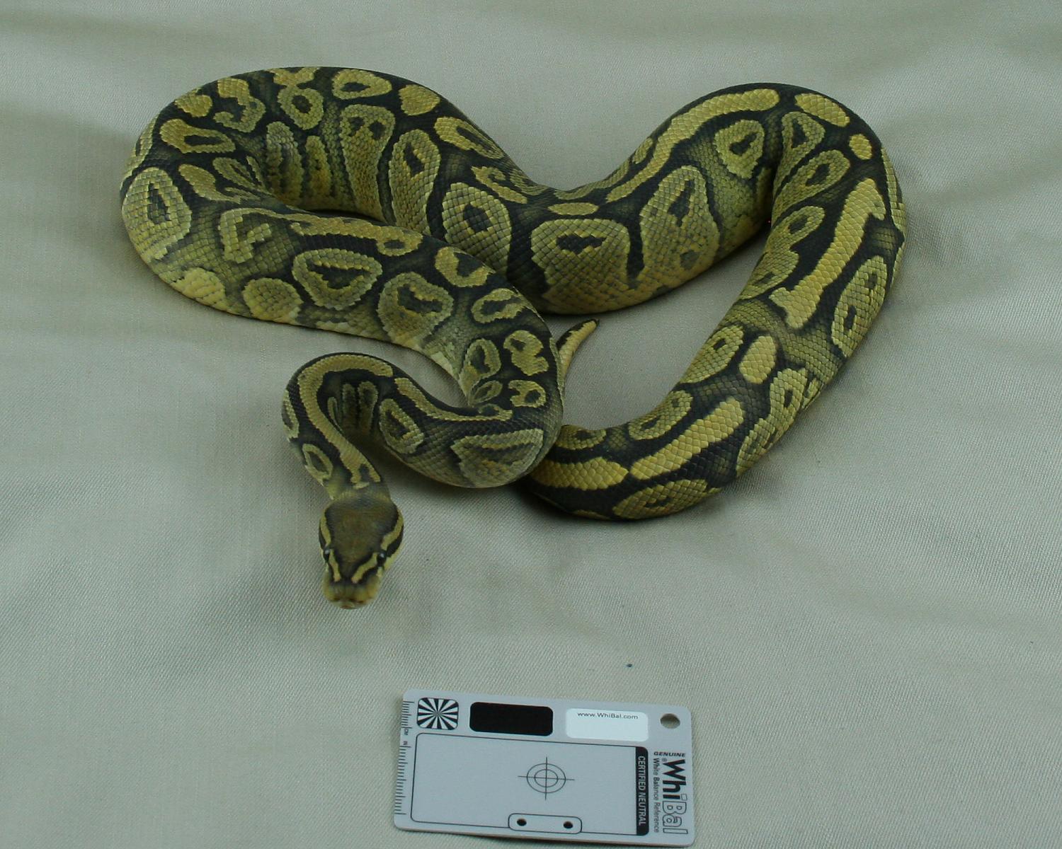 2012 female hypo het pied 2
