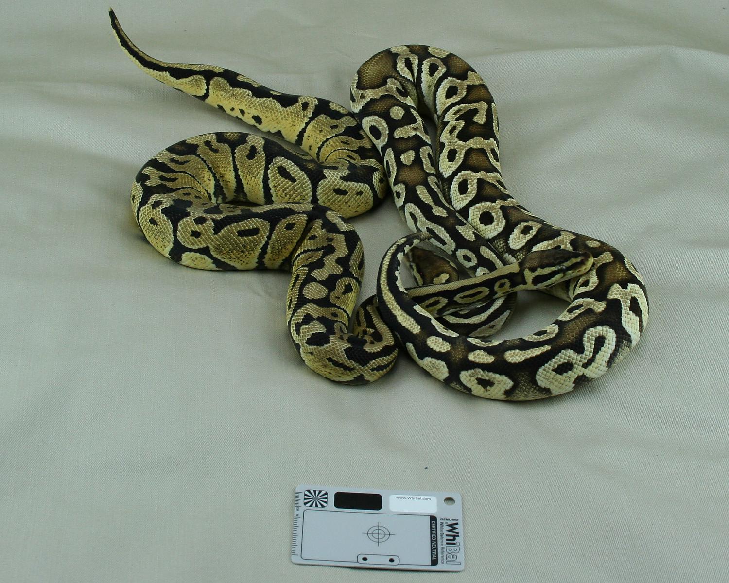 2012 female pastel 2012 male pastel mojave chocolate 3