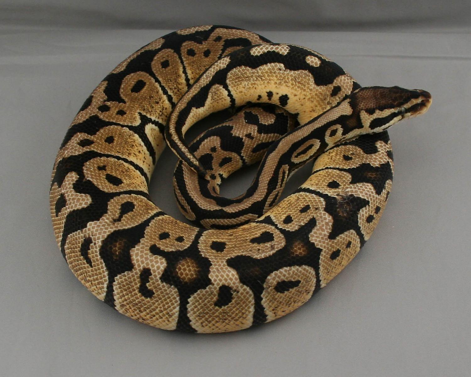 2012 female pastel chocolate 6 trimmed
