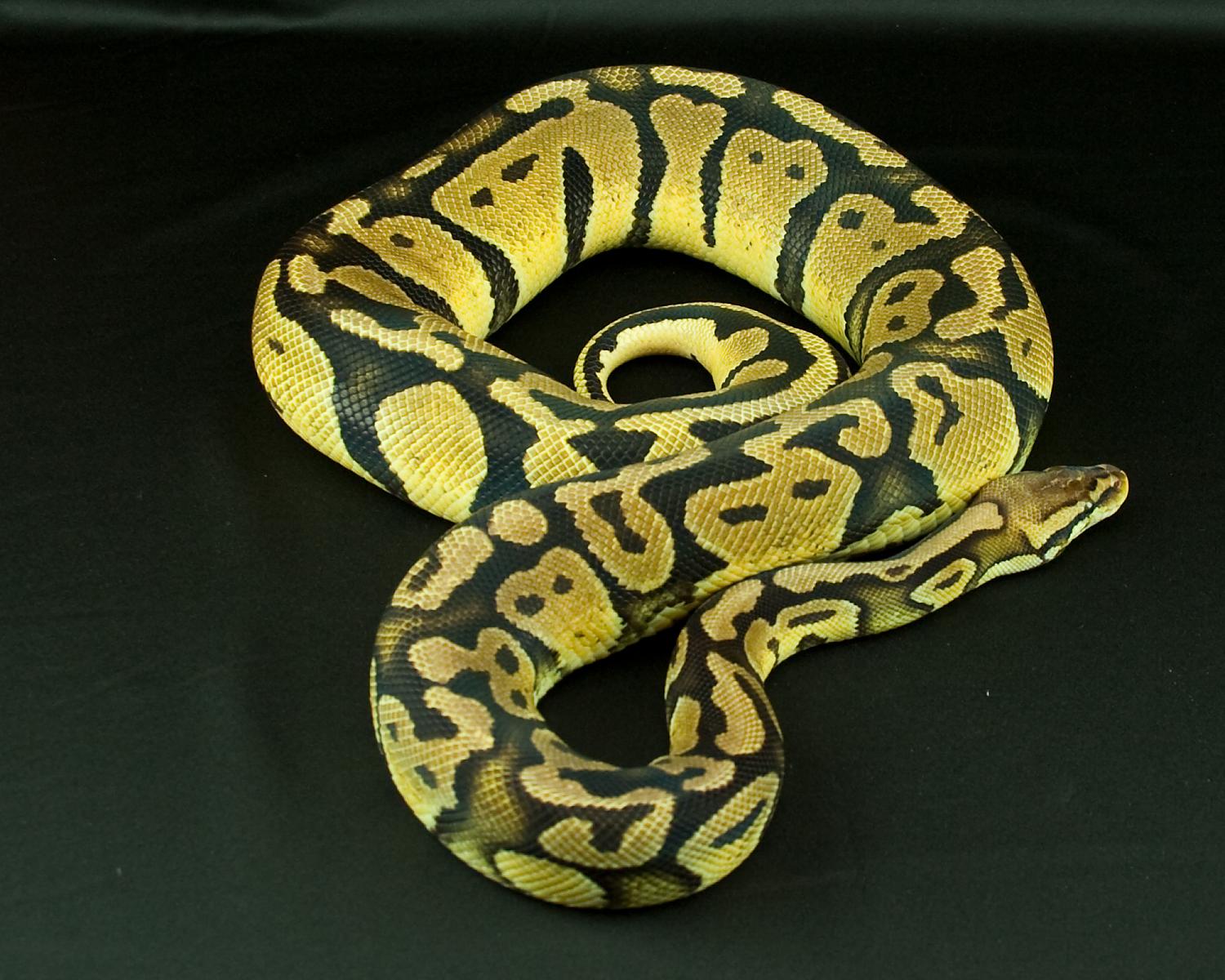 2012 female pastel cropped