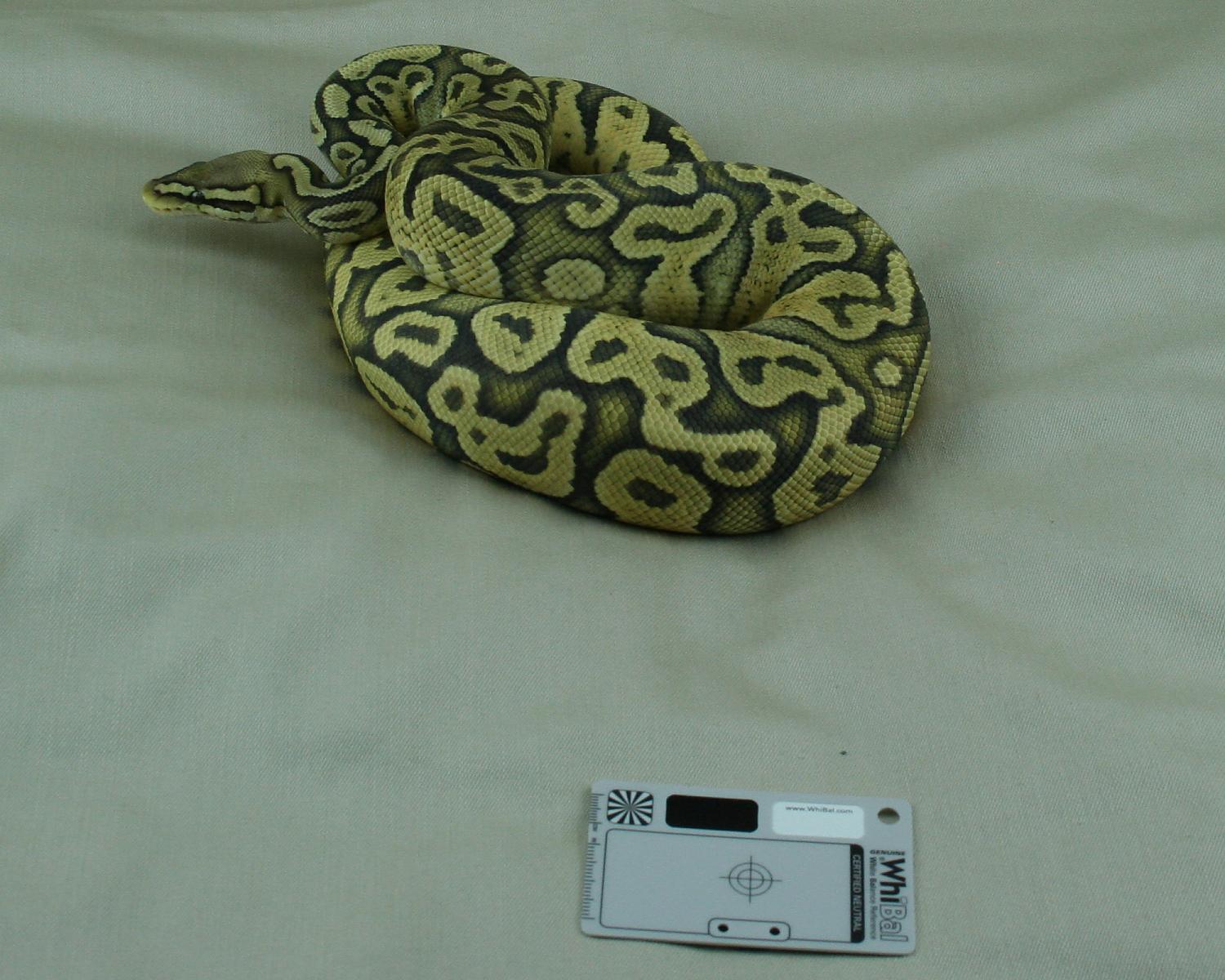 2012 female pastel hypo het pied 5