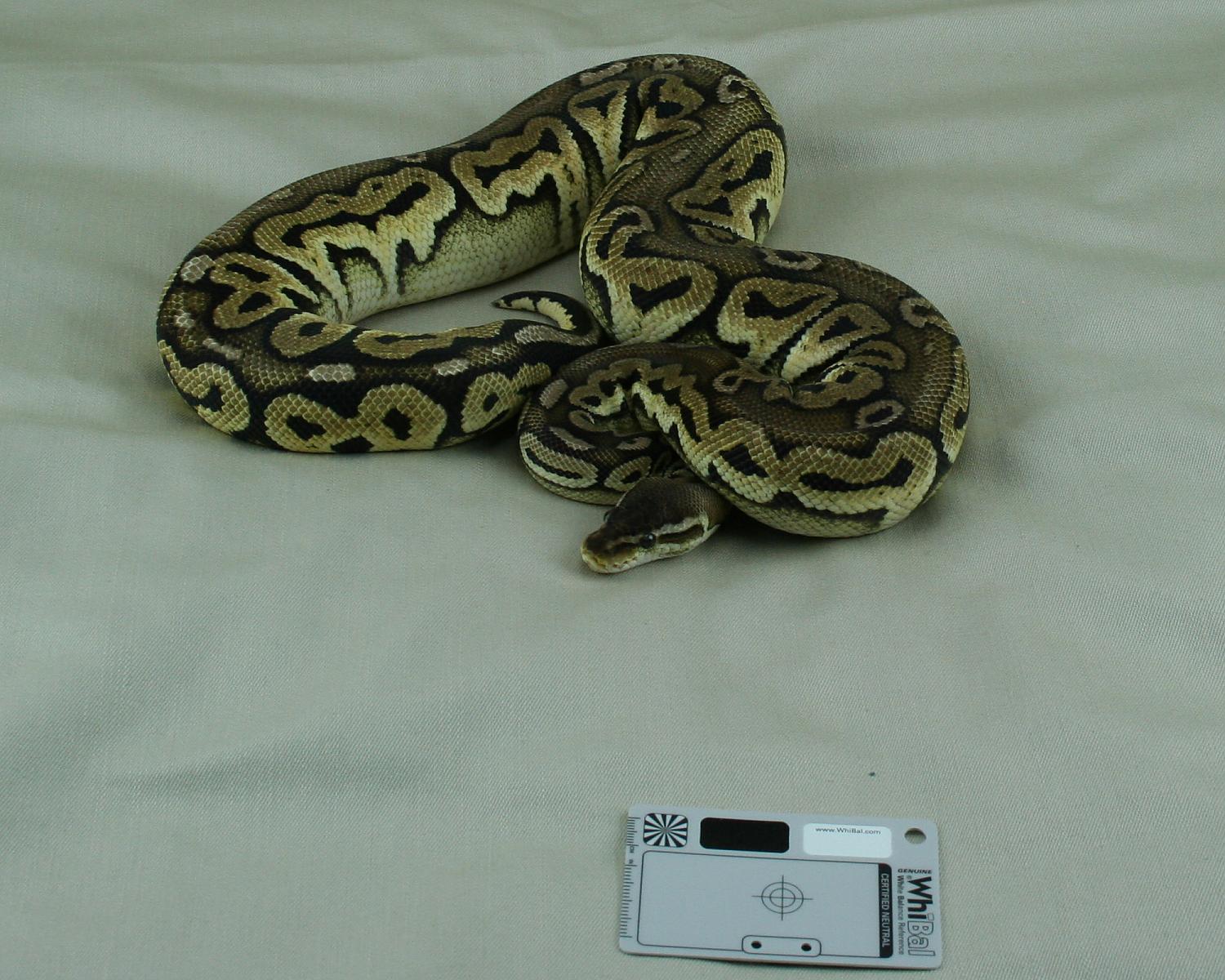 2012 female pewter 3
