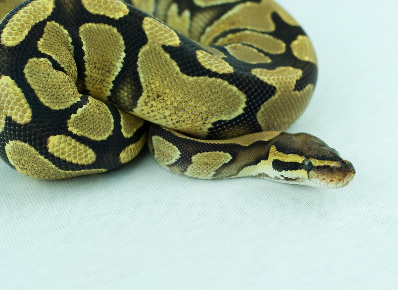 2012 female yellowbelly harlequin paint 2014-12-17 5