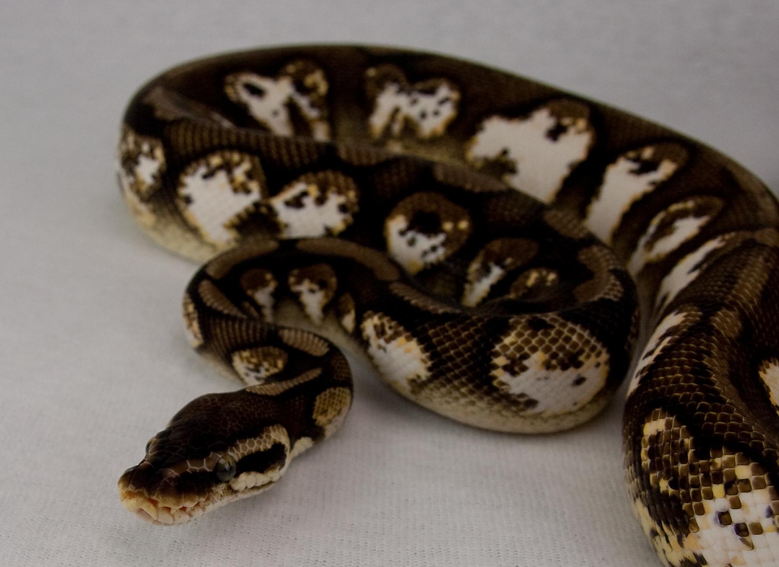 2012 m pastel calico 2015-06-27 2
