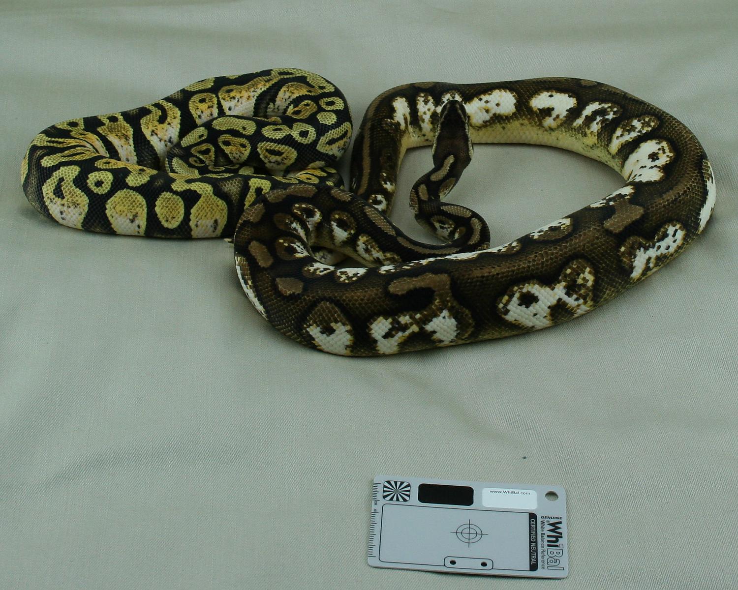 2012 male pastel calico 2013 female calico 3