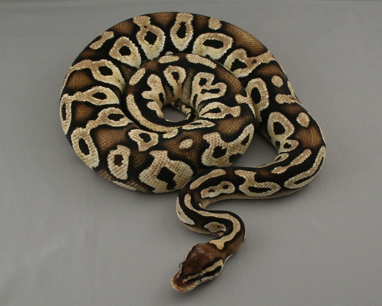 2012 male pastel mojave chocolate 10 trimmed