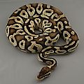 2012 male pastel mojave chocolate 10 trimmed