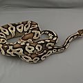 2012 male pastel mojave chocolate 2 trimmed
