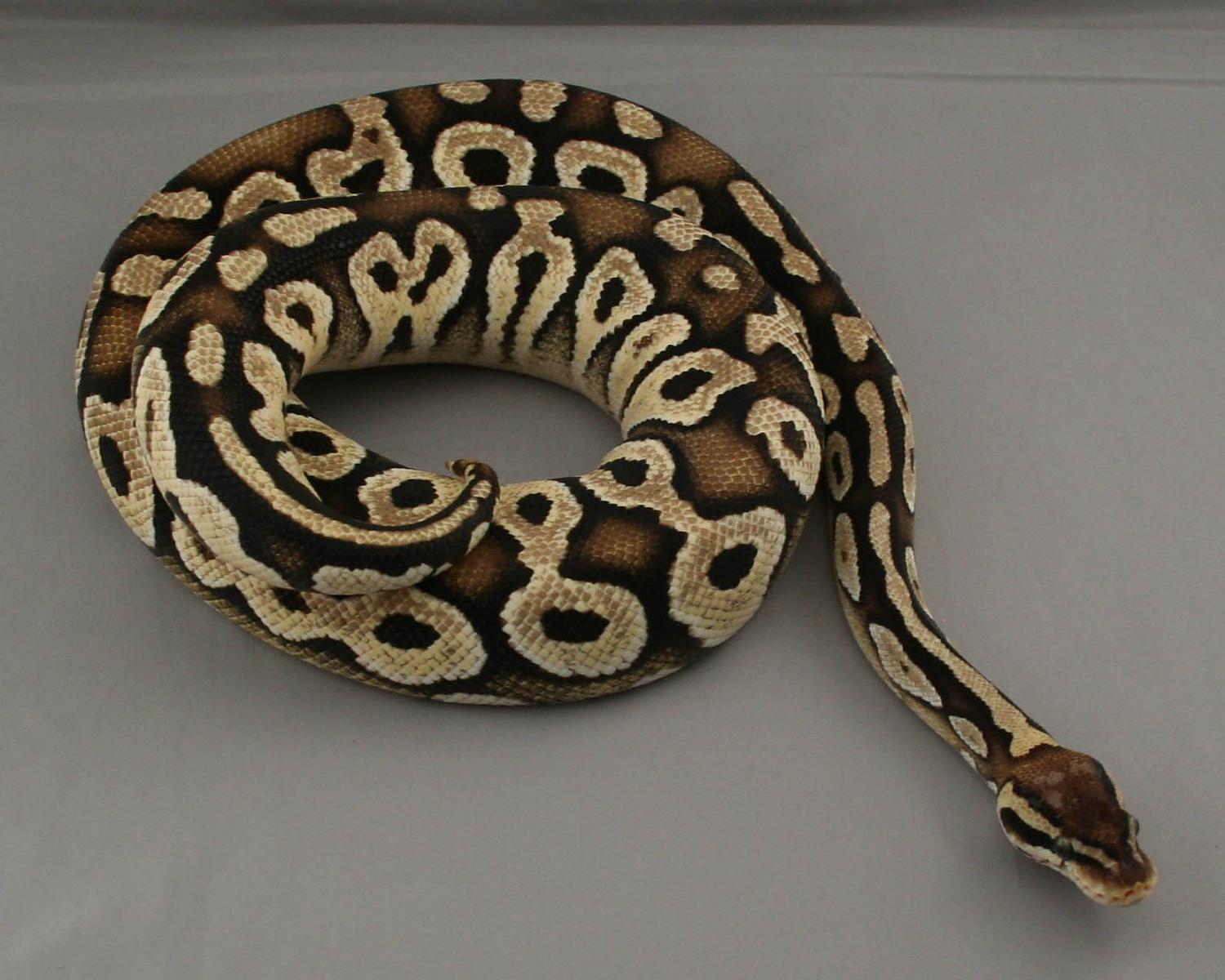 2012 male pastel mojave chocolate 4 trimmed