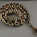 2012 male pastel mojave chocolate 4 trimmed