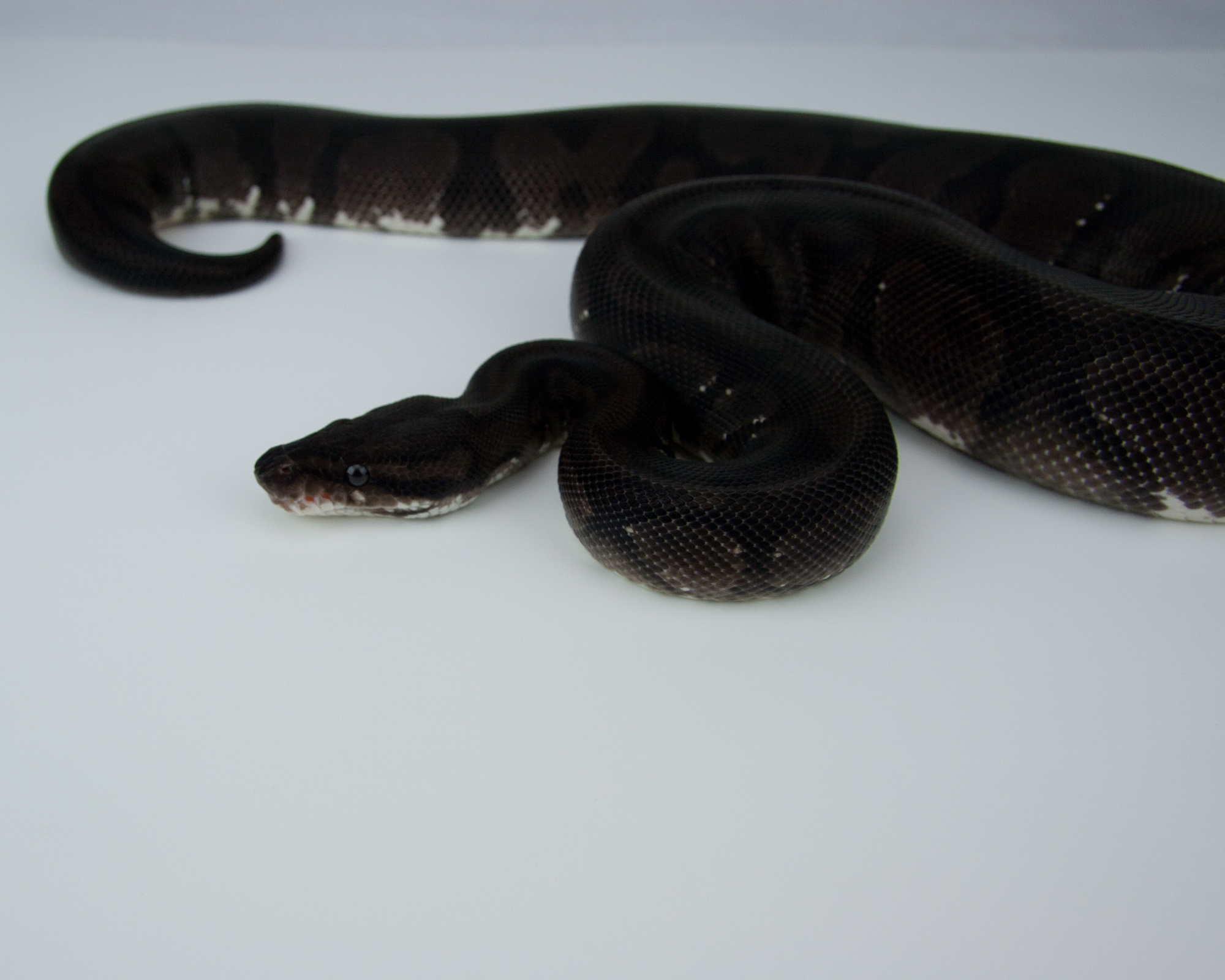 2013 c2 f orangebelly 1 2015-07-23 5