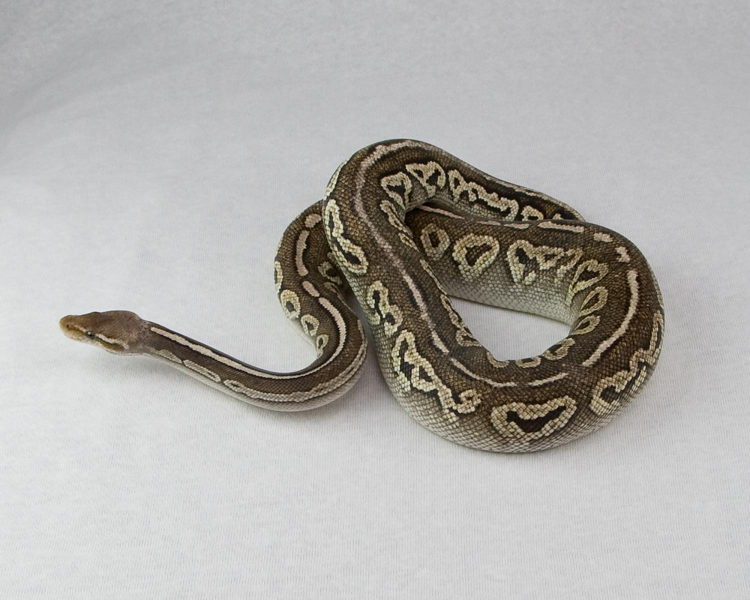 2013 c3 f pastel cinnamon pos mystic 2015-02-21 1