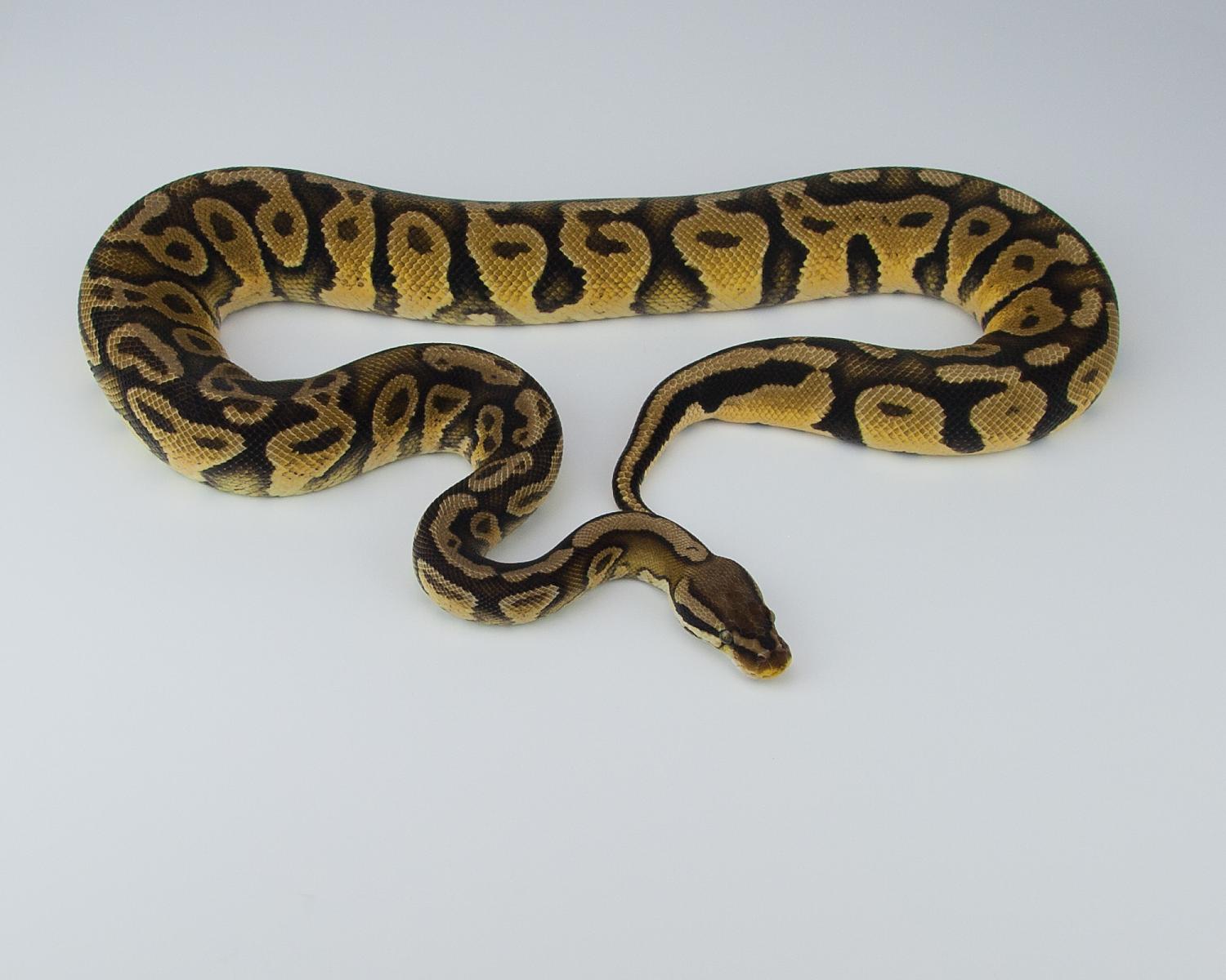 2013 c5 f pastel orangebelly 2015-07-23 5
