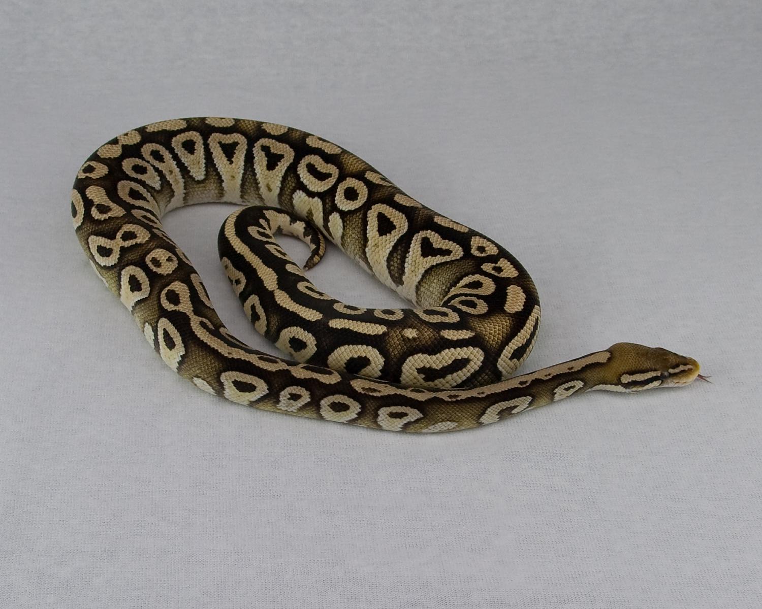 2013 c6 f pastel mojave 1 2015-05-14