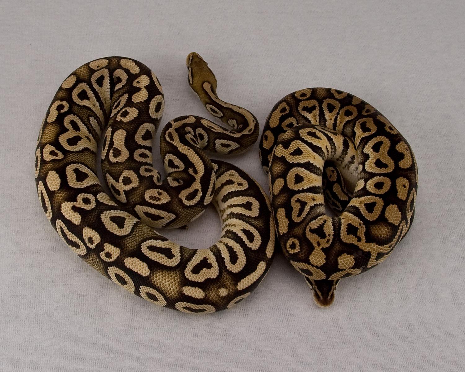 2013 c6 f pastel mojave 1 and 2013 c3 m pastel mystic 1 2015-06-27 1