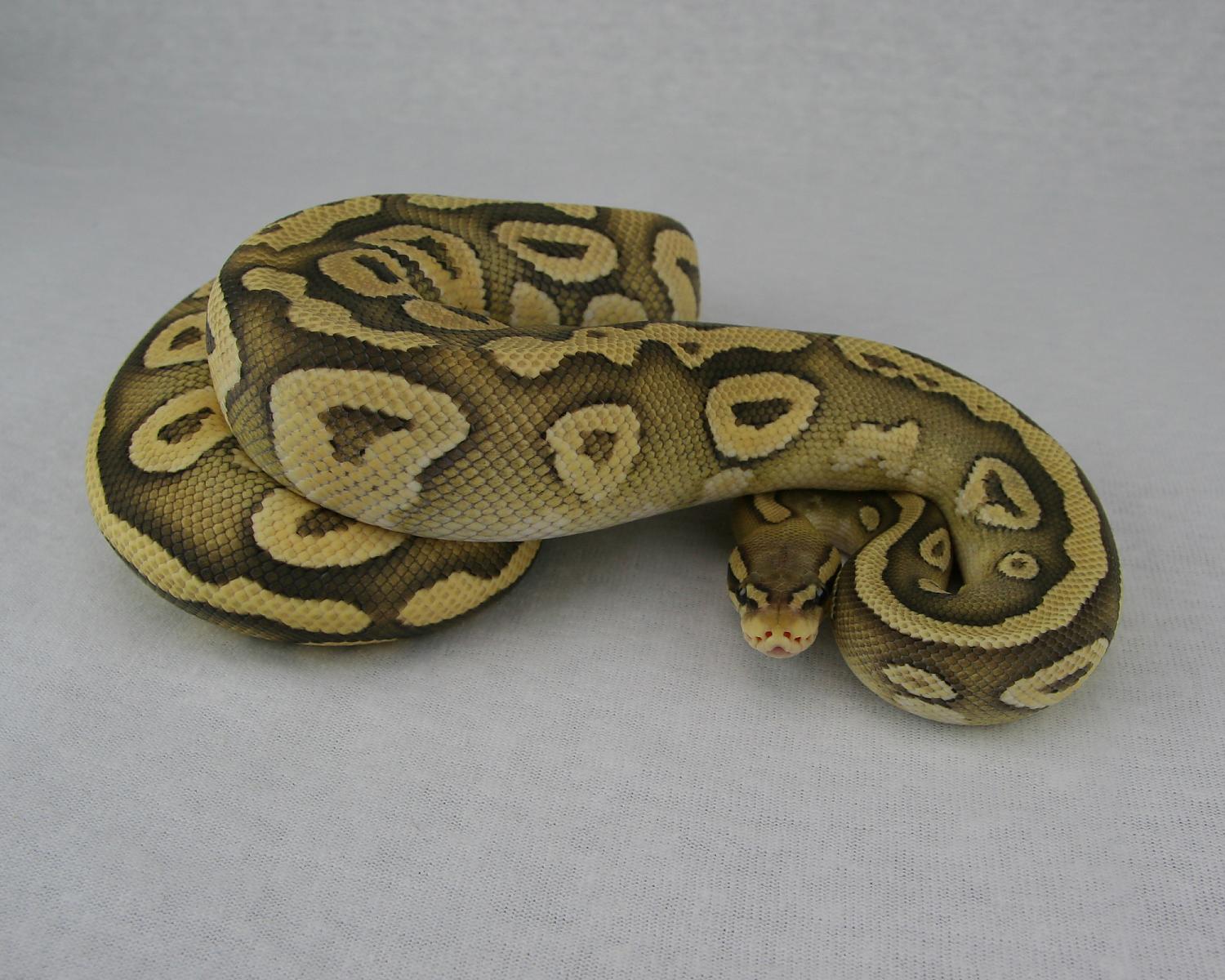2013 c7 f pastel mojave hypo 2015-05-14 1