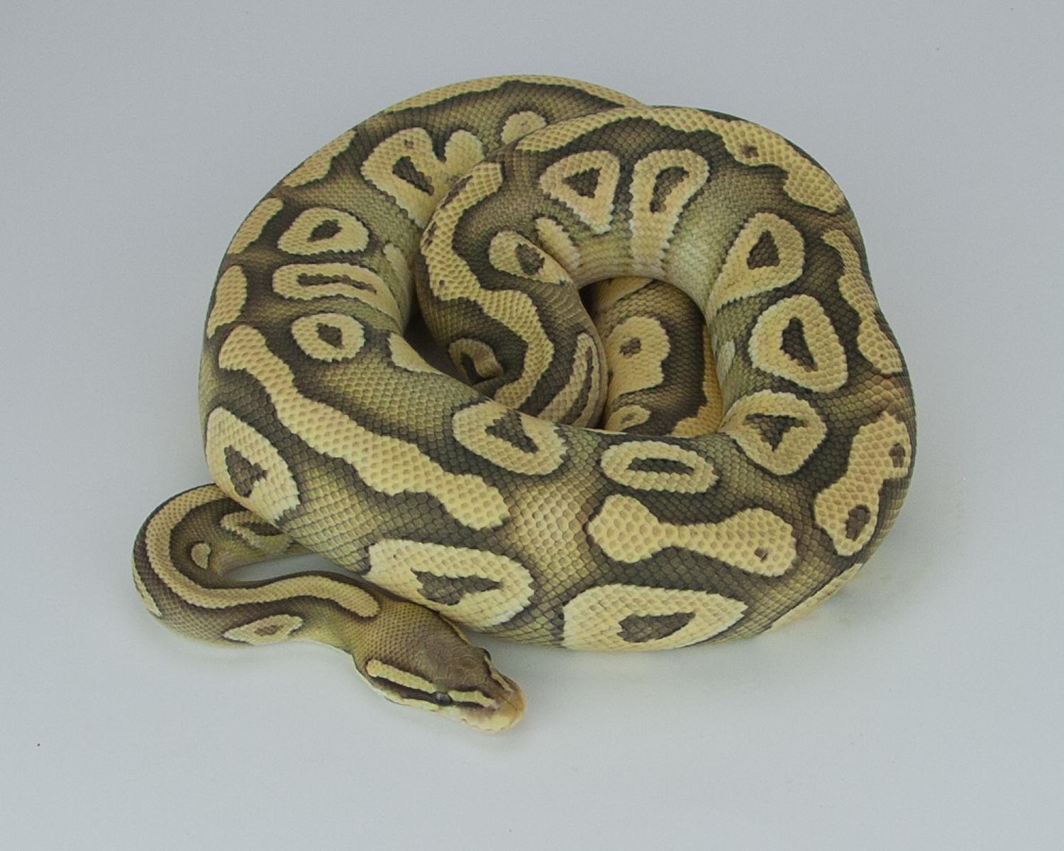 2013 c7 f pastel mojave hypo 2015-09-07 4