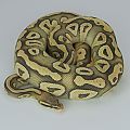 2013 c7 f pastel mojave hypo 2015-09-07 4