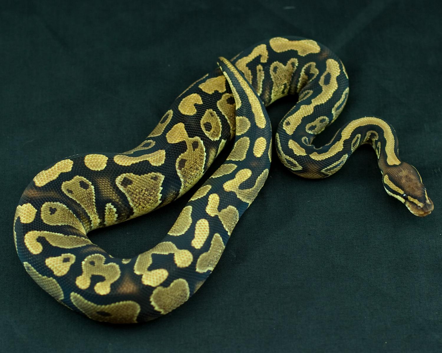 2013 clutch 2 female orangebelly 1 2014-08-09 3