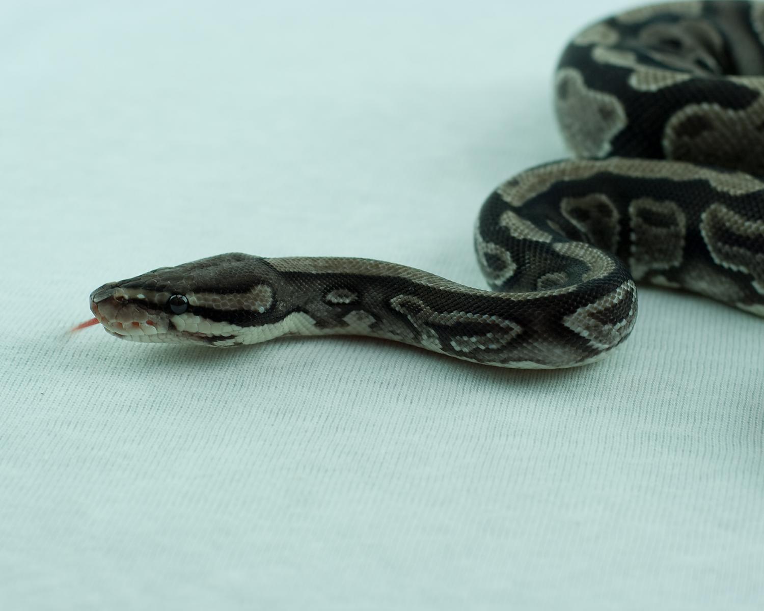 2013 clutch 2 female orangebelly 1 2014-11-20 2