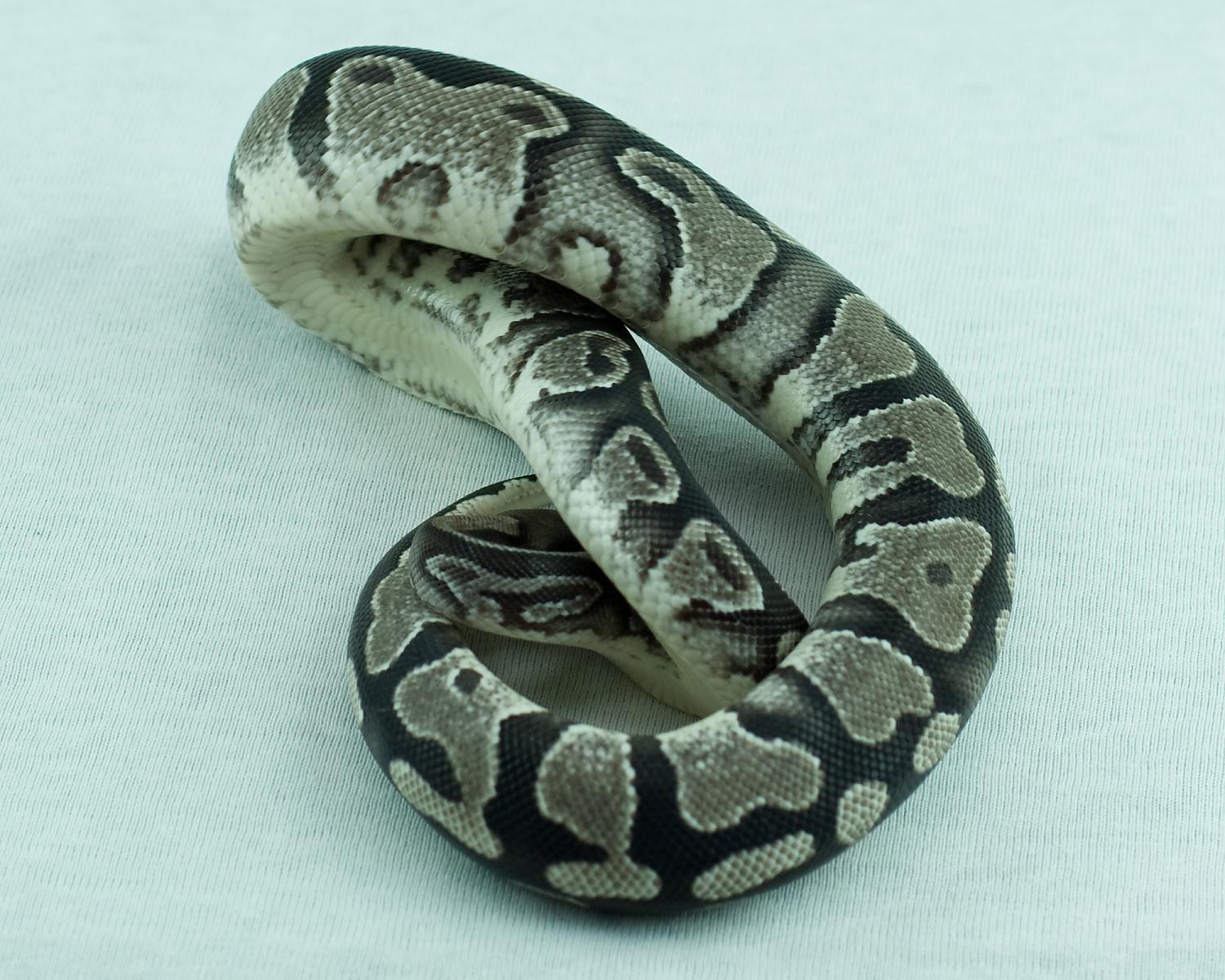 2013 clutch 2 female orangebelly 1 2014-11-20 6