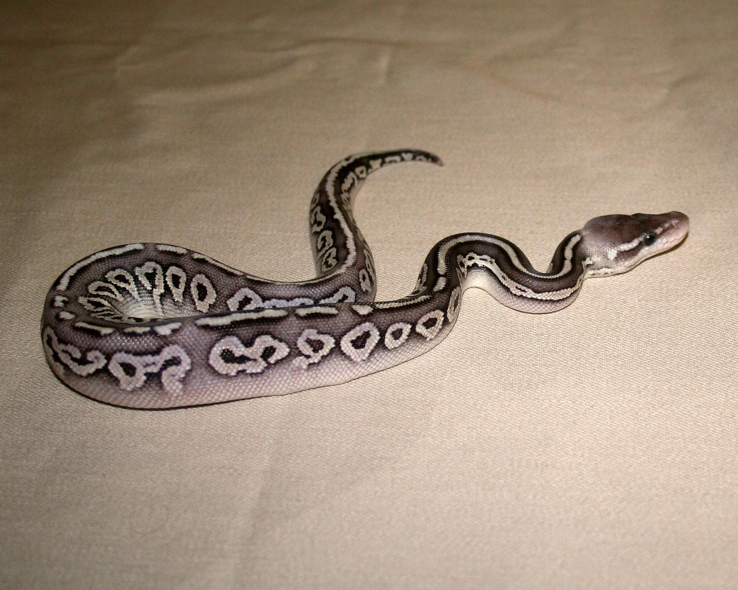 2013 clutch 3 femal pewter mystic 1 2 cc