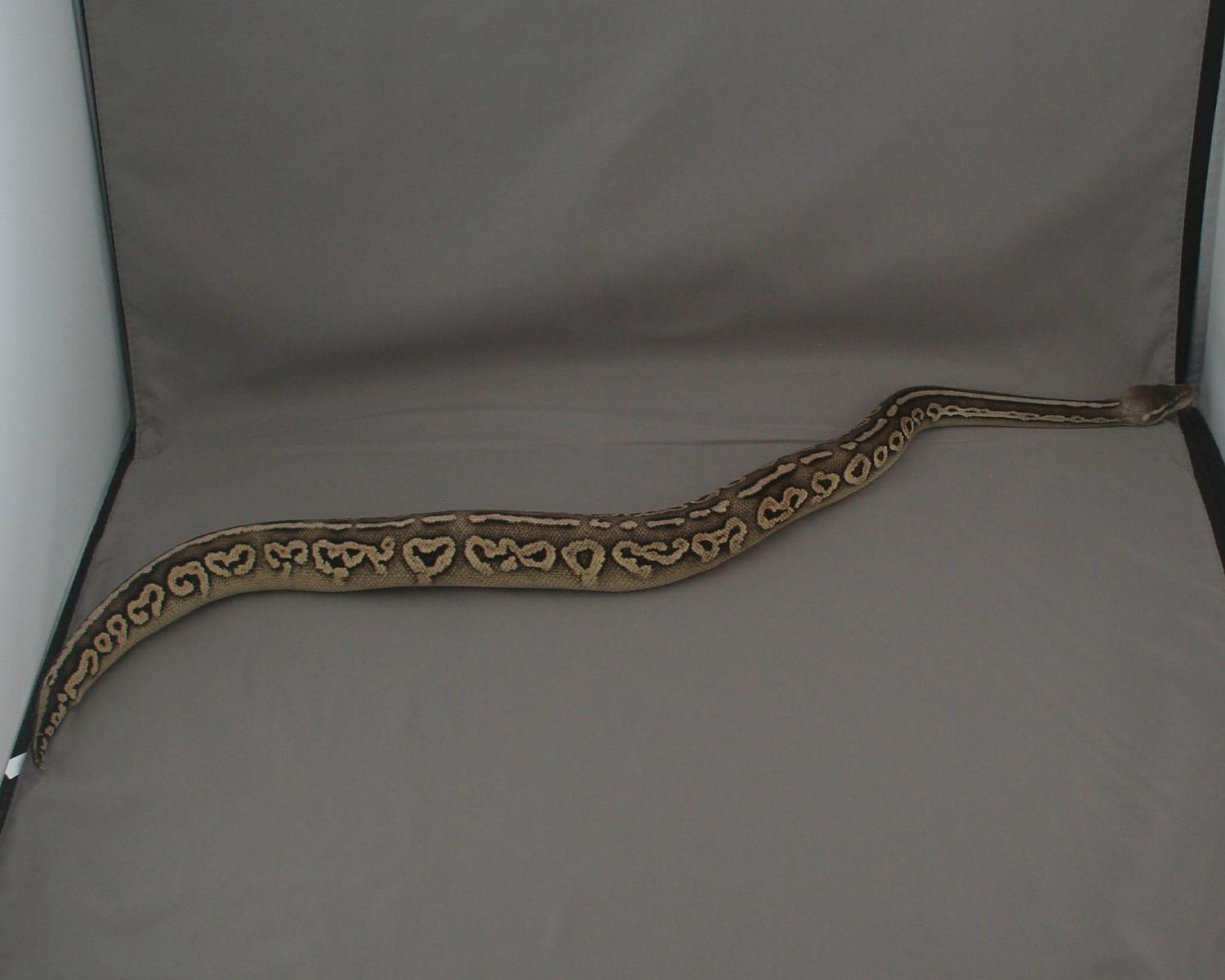 2013 clutch 3 female pastel cinnamon 2 trimmed