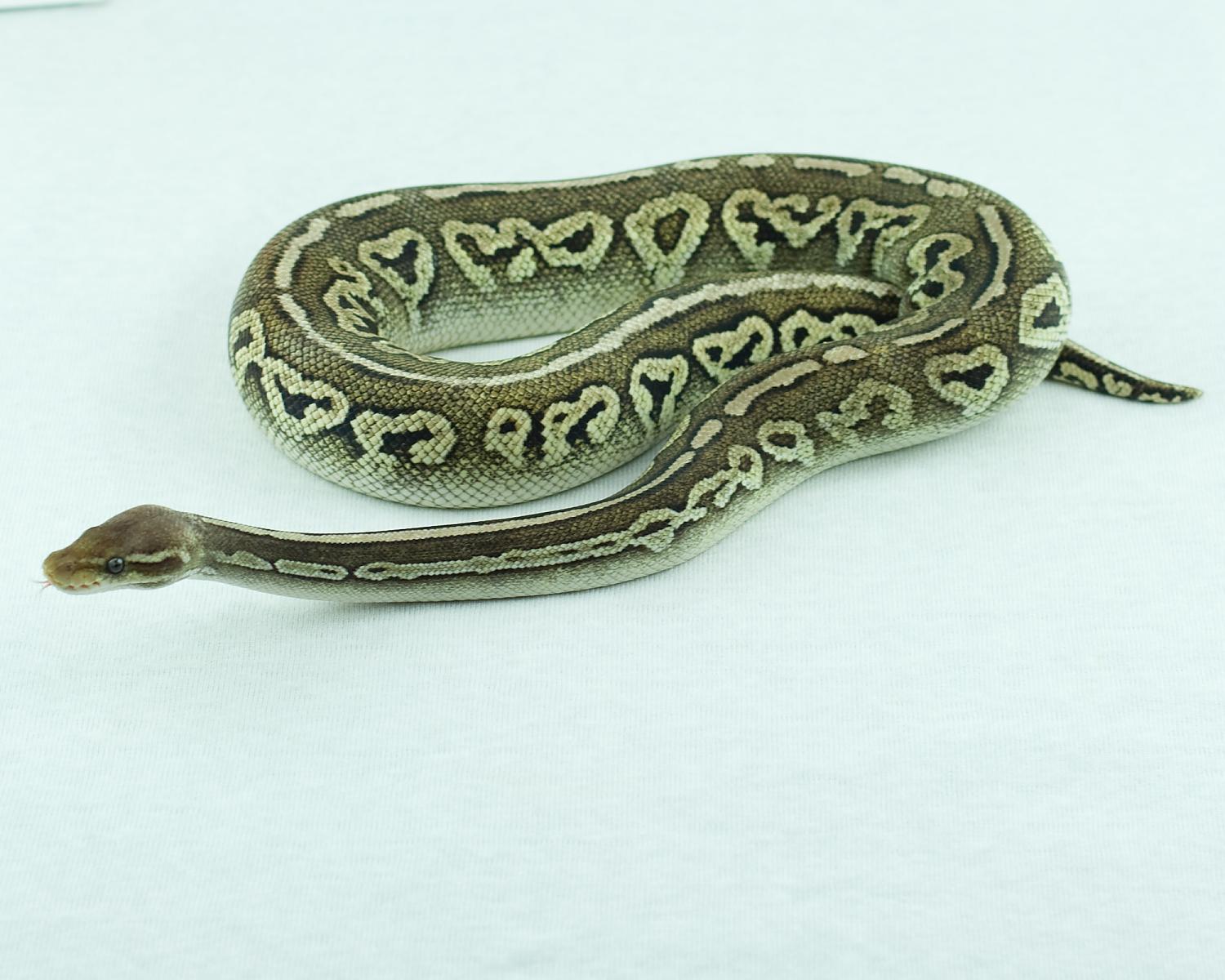 2013 clutch 3 female pewter 2014-10-16 4 642912