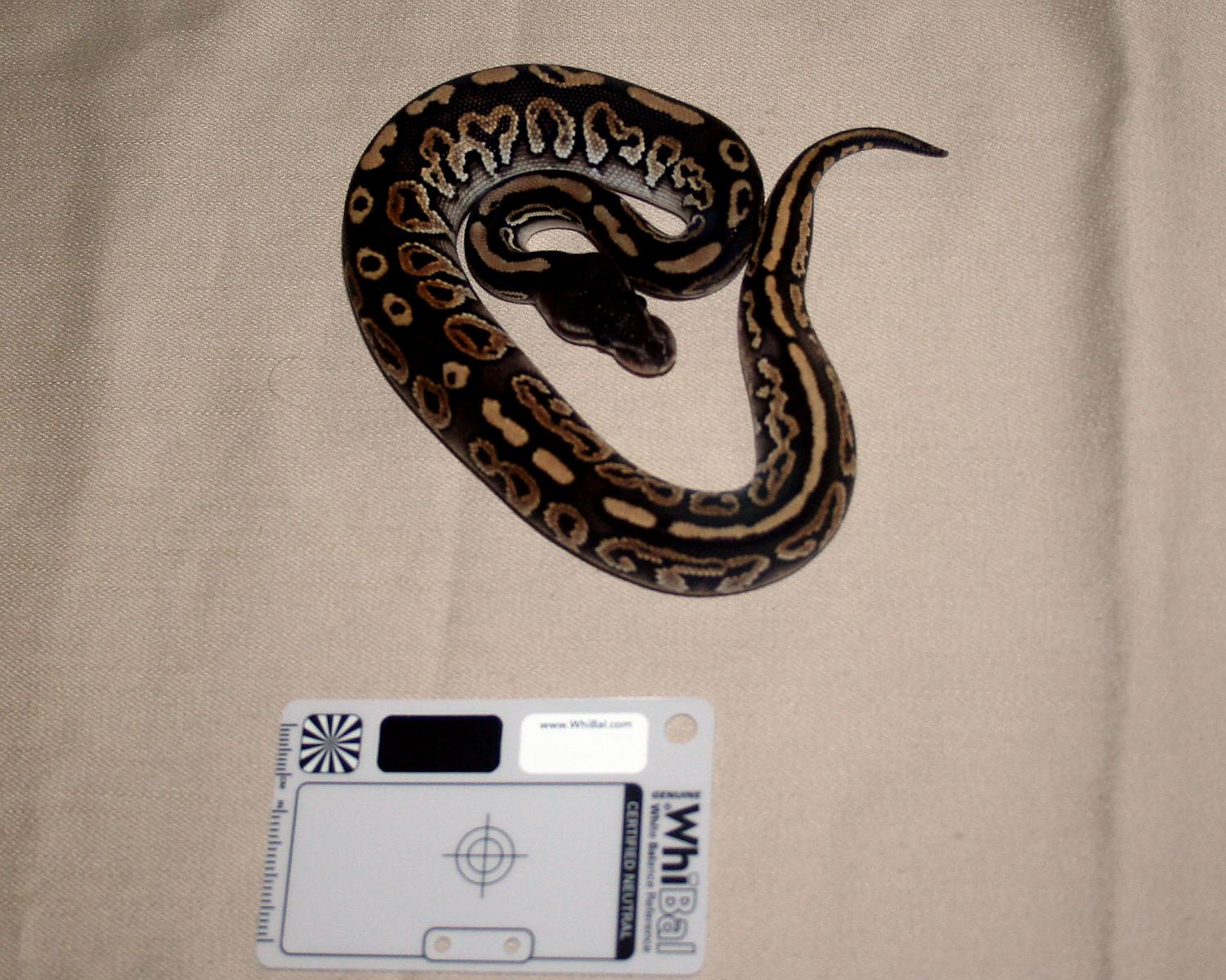 2013 clutch 3 male cinnamon mystic 1 1 cc