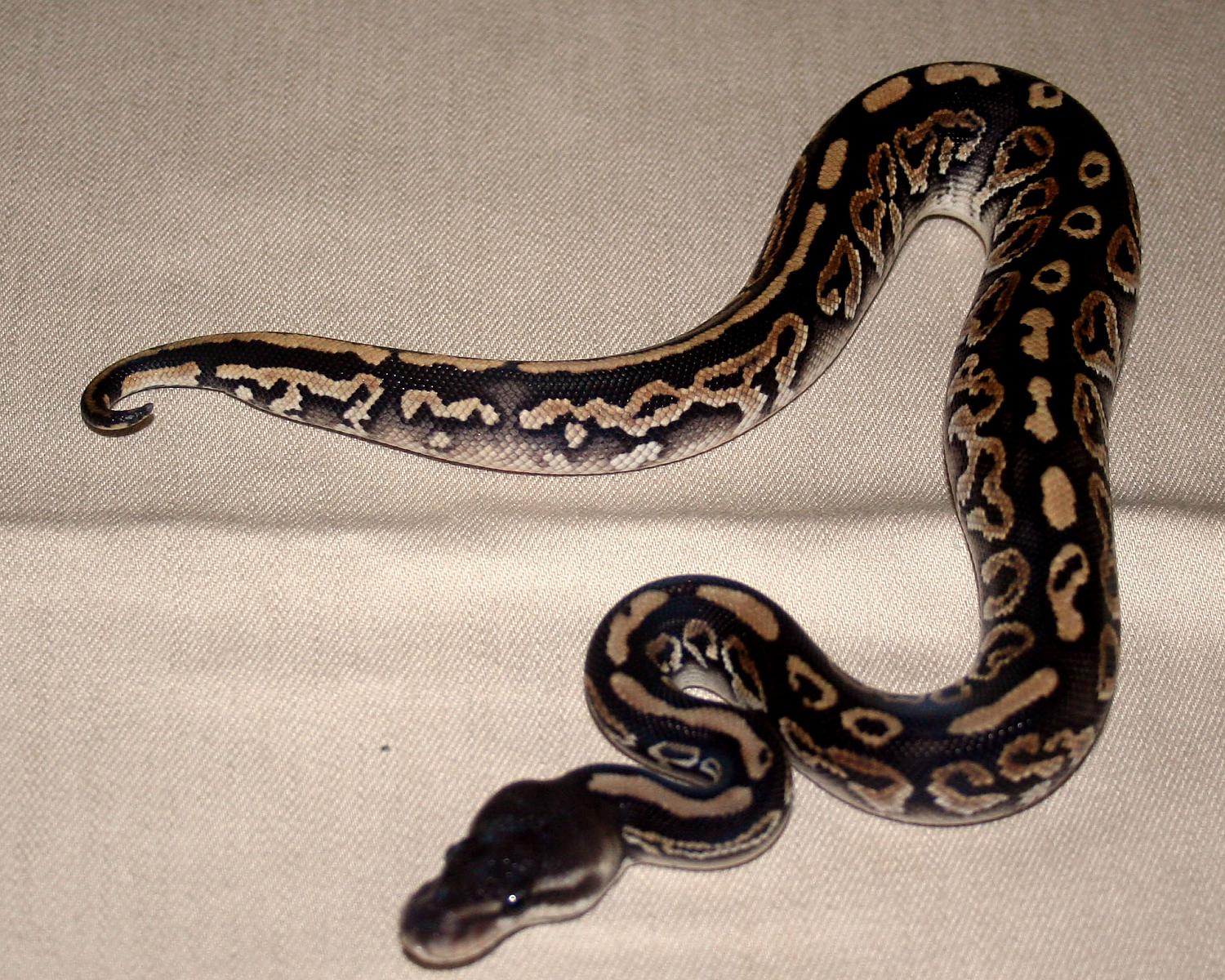 2013 clutch 3 male cinnamon mystic 1 2 cc