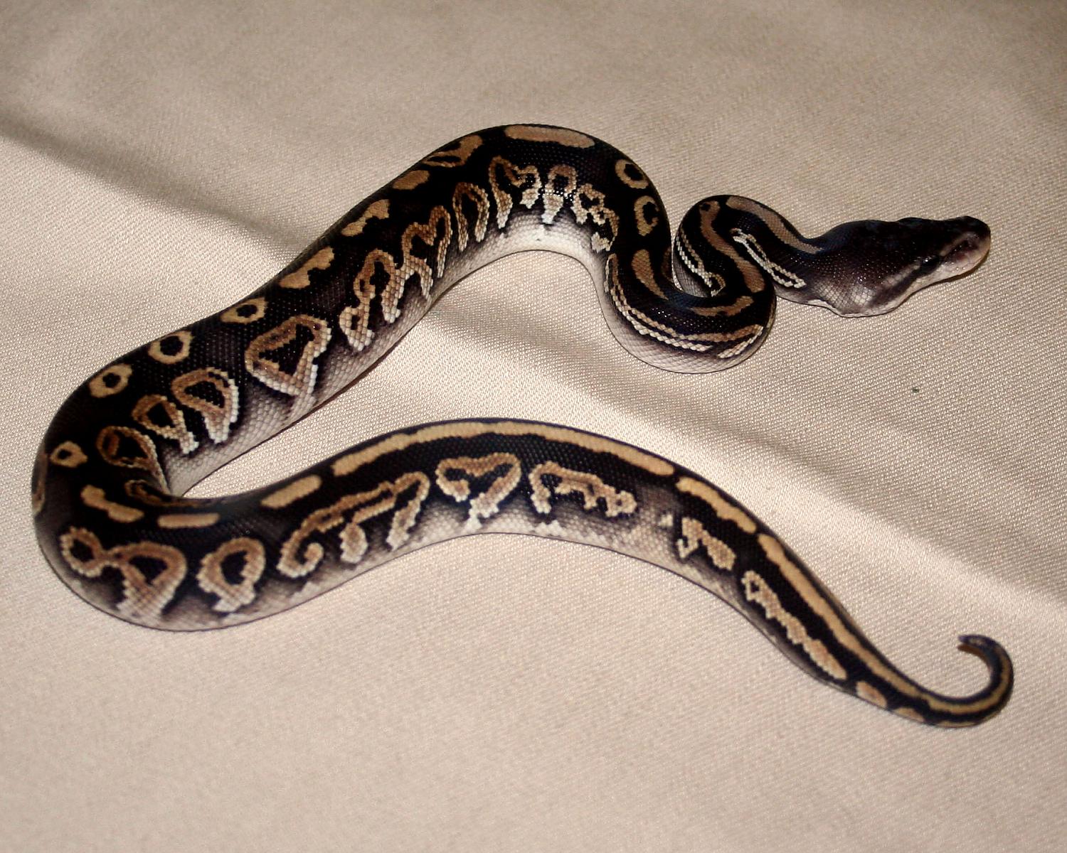 2013 clutch 3 male cinnamon mystic 1 3 cc