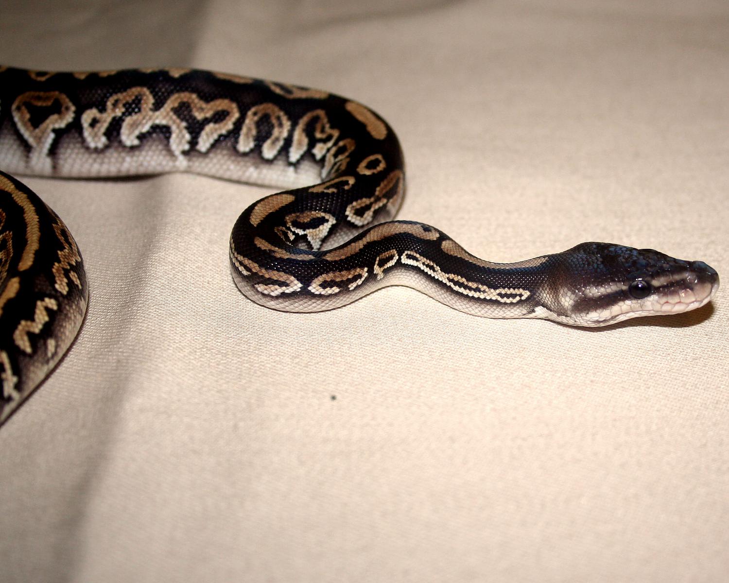2013 clutch 3 male cinnamon mystic 1 4 cc