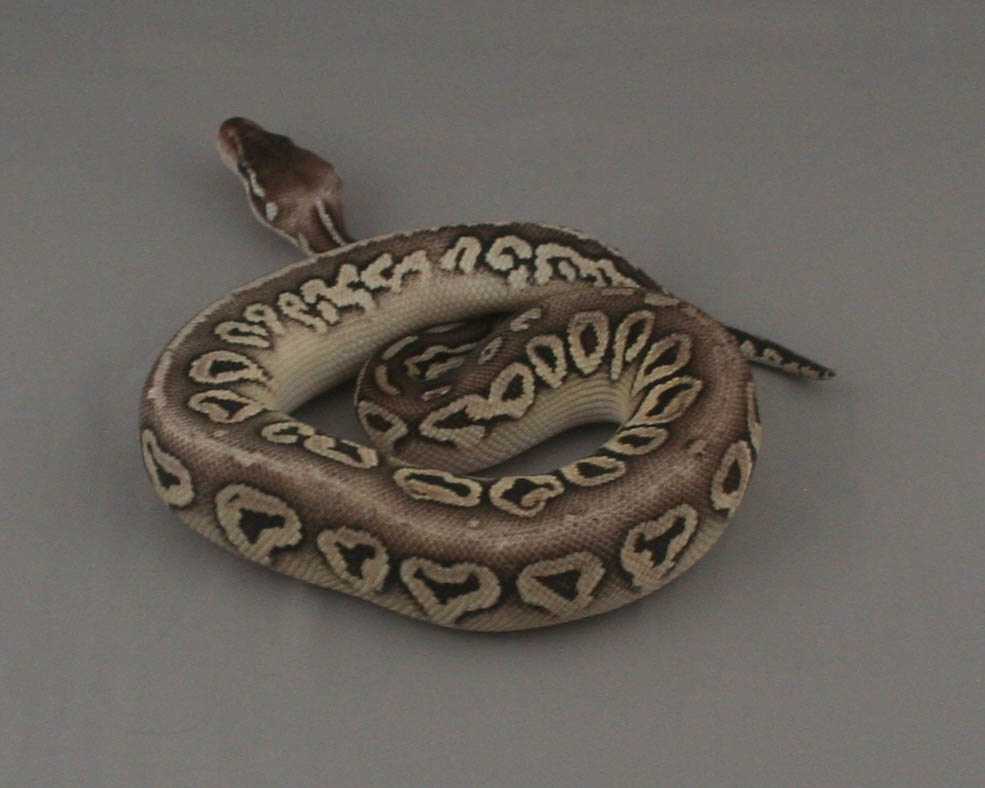 2013 clutch 3 male cinnamon pastel mystic 1 trimmed