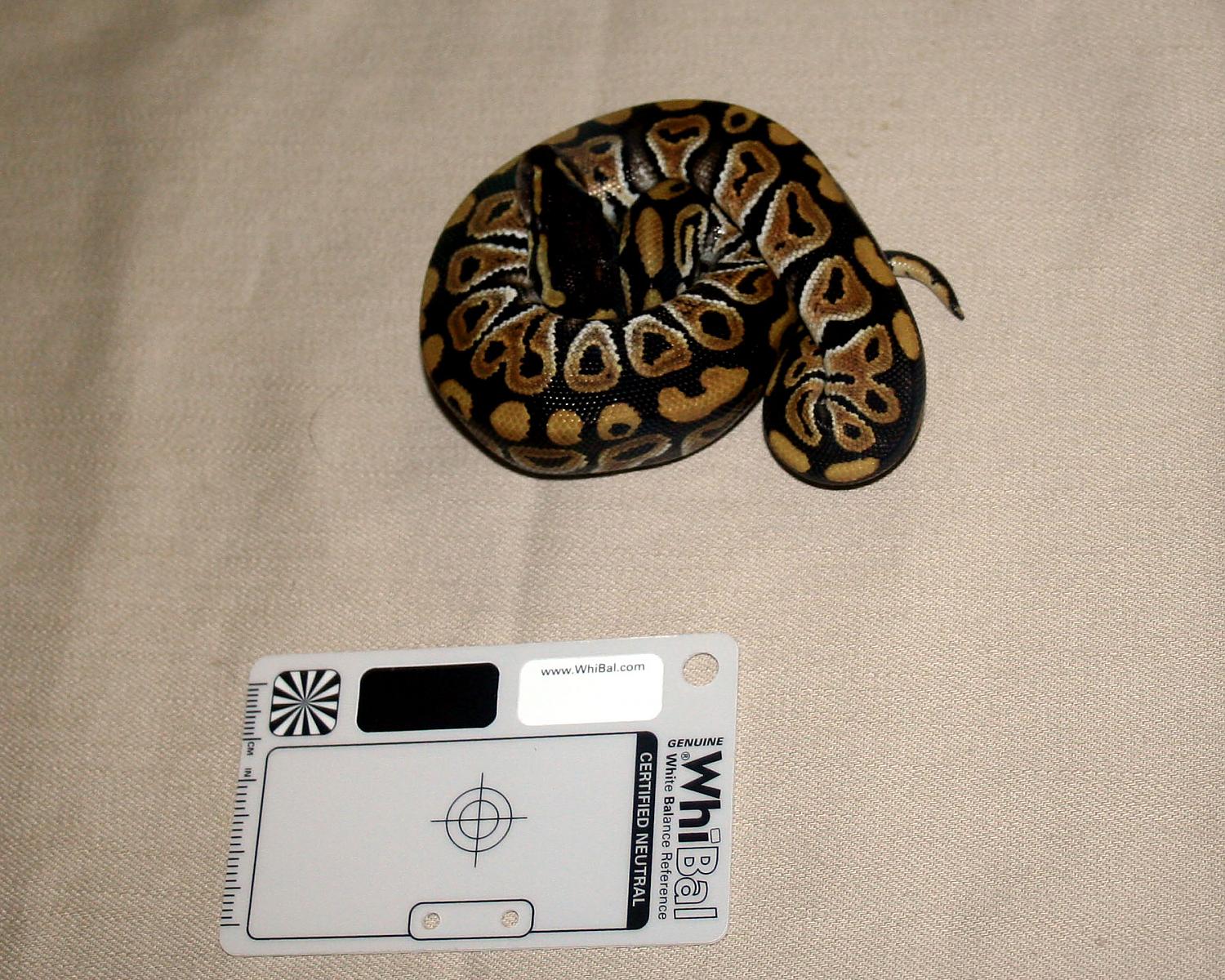 2013 clutch 3 male mystic 1 1 cc