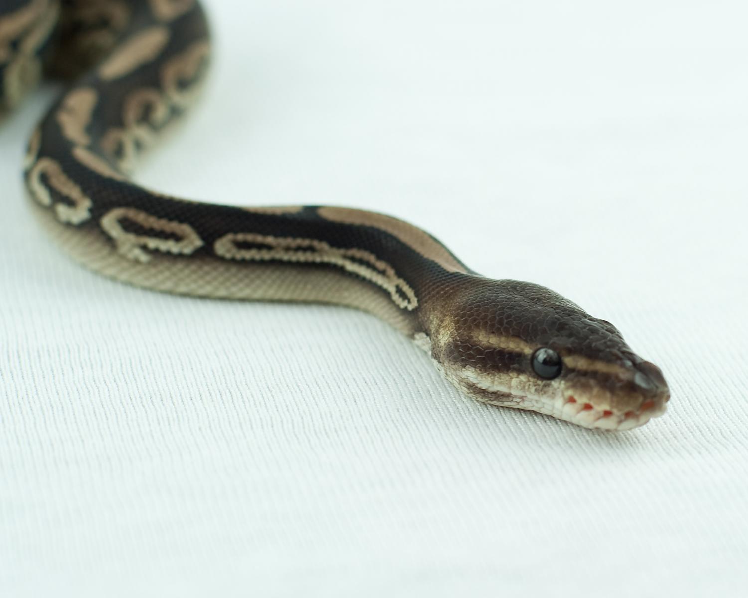 2013 clutch 3 male mystic cinnamon 2014-10-16 2