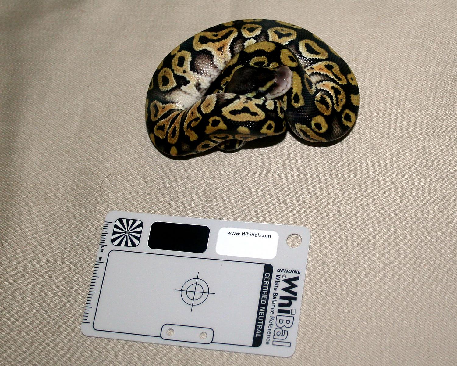2013 clutch 3 male pastel mystic 1 1 cc