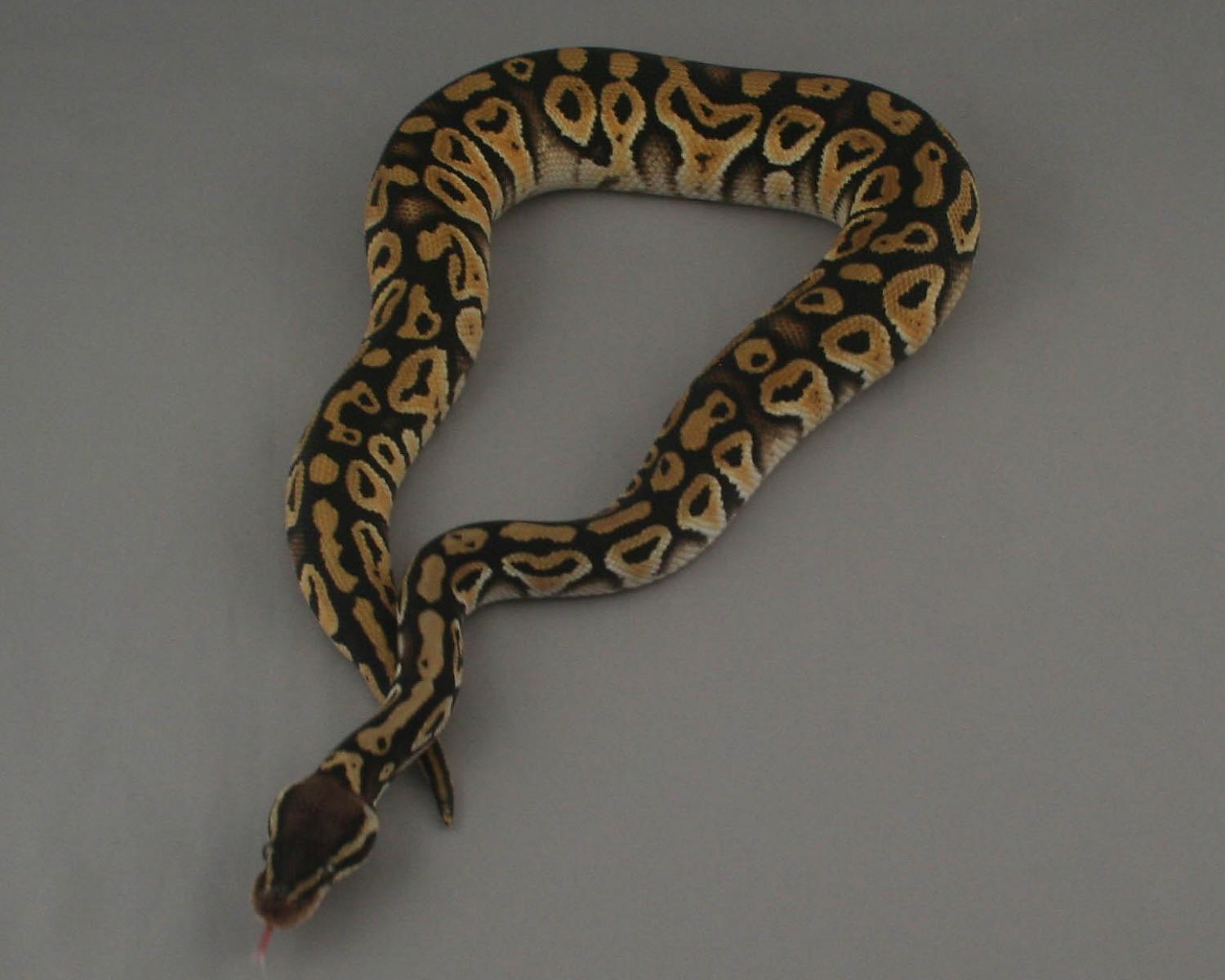 2013 clutch 3 male pastel mystic 1 1 trimmed