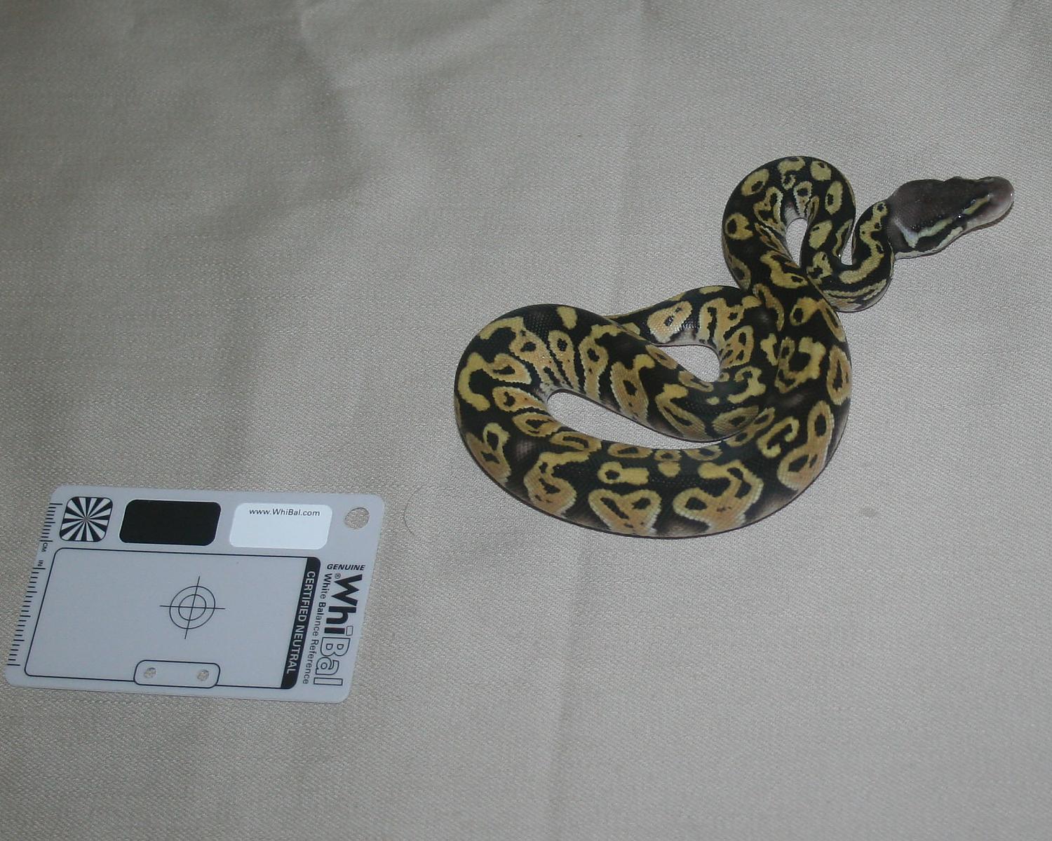 2013 clutch 3 male pastel mystic 2 1