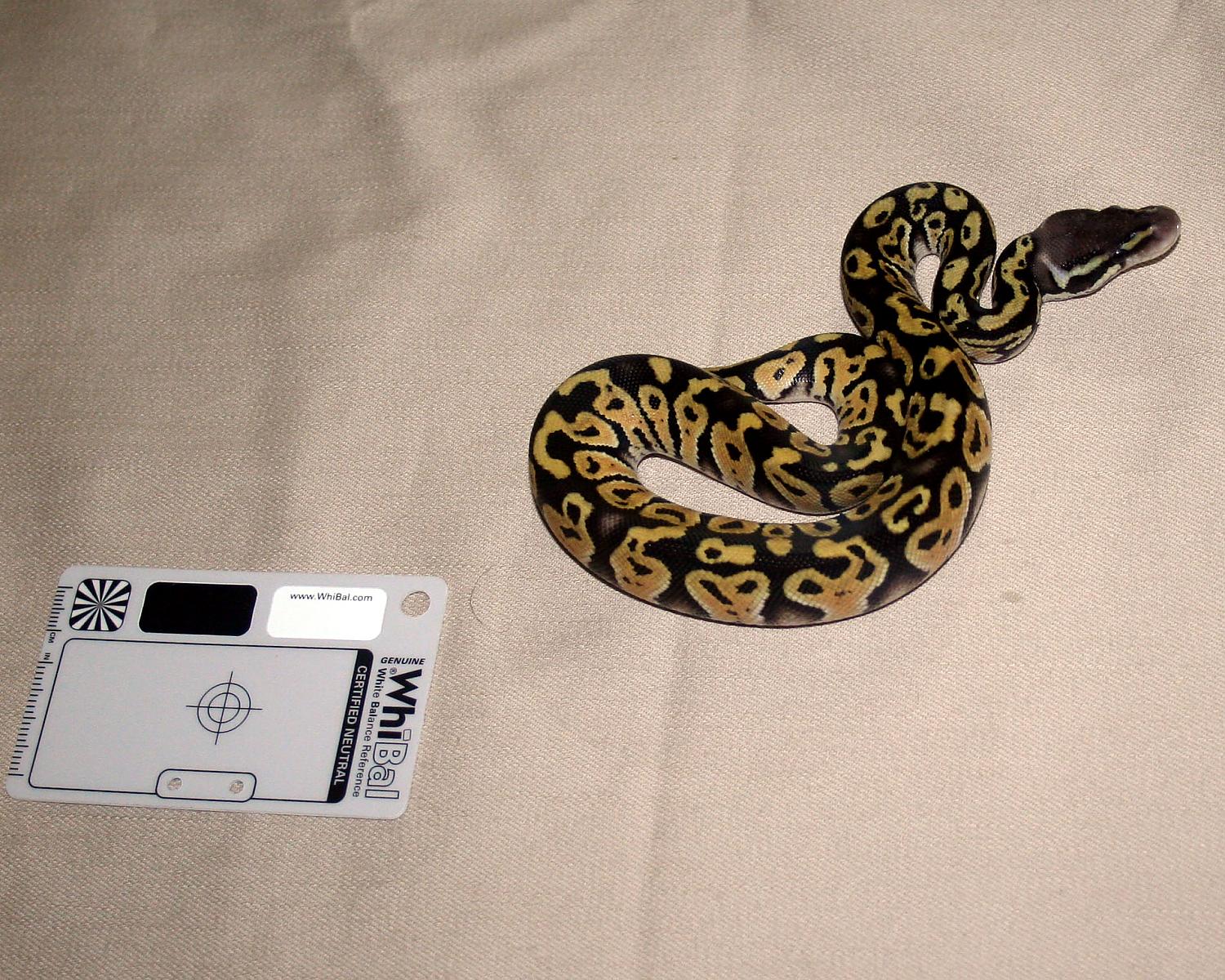 2013 clutch 3 male pastel mystic 2 1 cc
