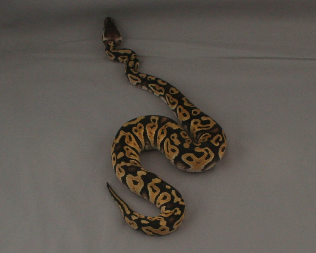 2013 clutch 3 male pastel mystic 2 1 trimmed