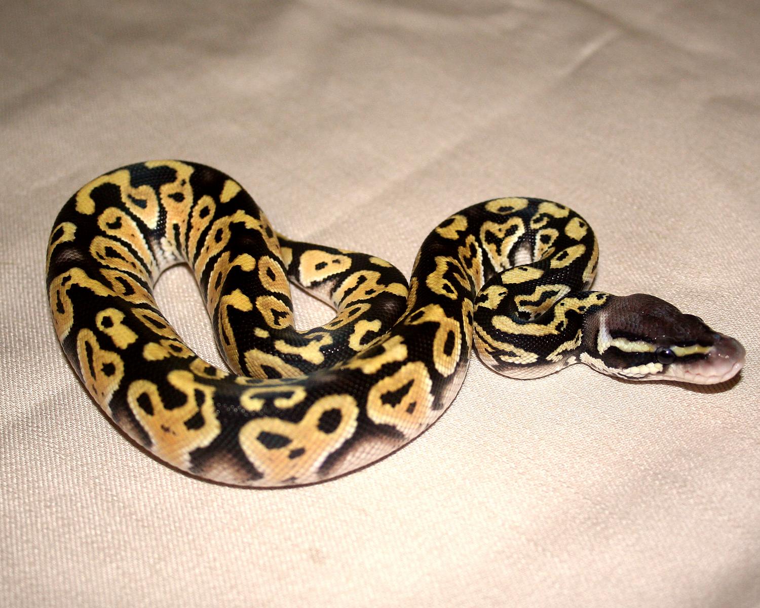 2013 clutch 3 male pastel mystic 2 2 cc